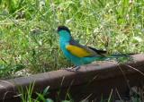 Hooded Parrot at Pine Creek  (photo copyright Mike Jarvis)