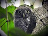 Jungle Owlet  (photo copyright Mike Jarvis)