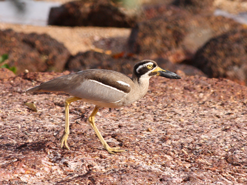 Beach Stone-curlew at East Point, credit Oz Horine