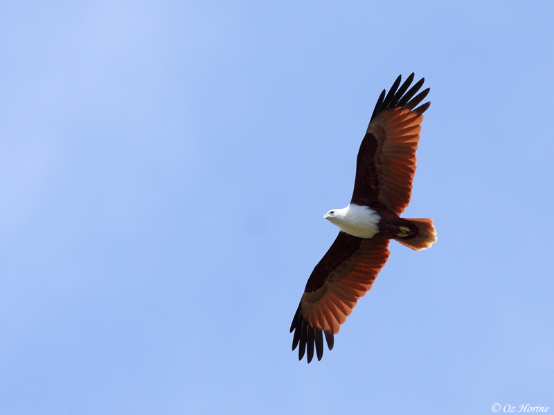 Brahminy Kite, credit Oz Horine