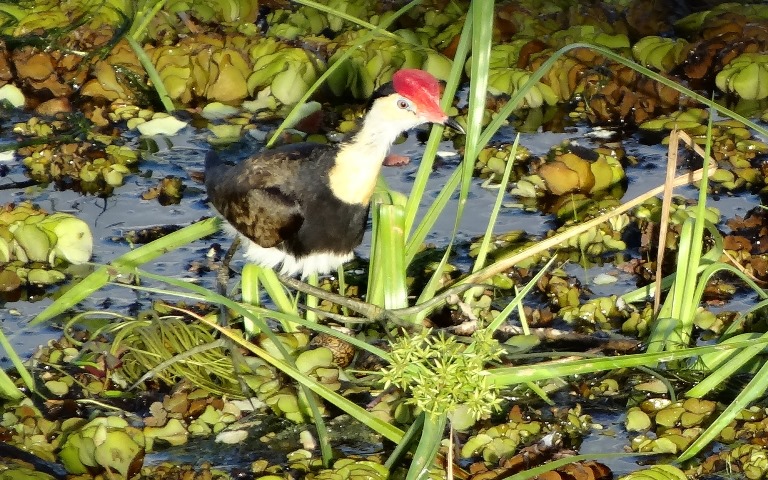 Male Comb-crested Jacana with nest and egg