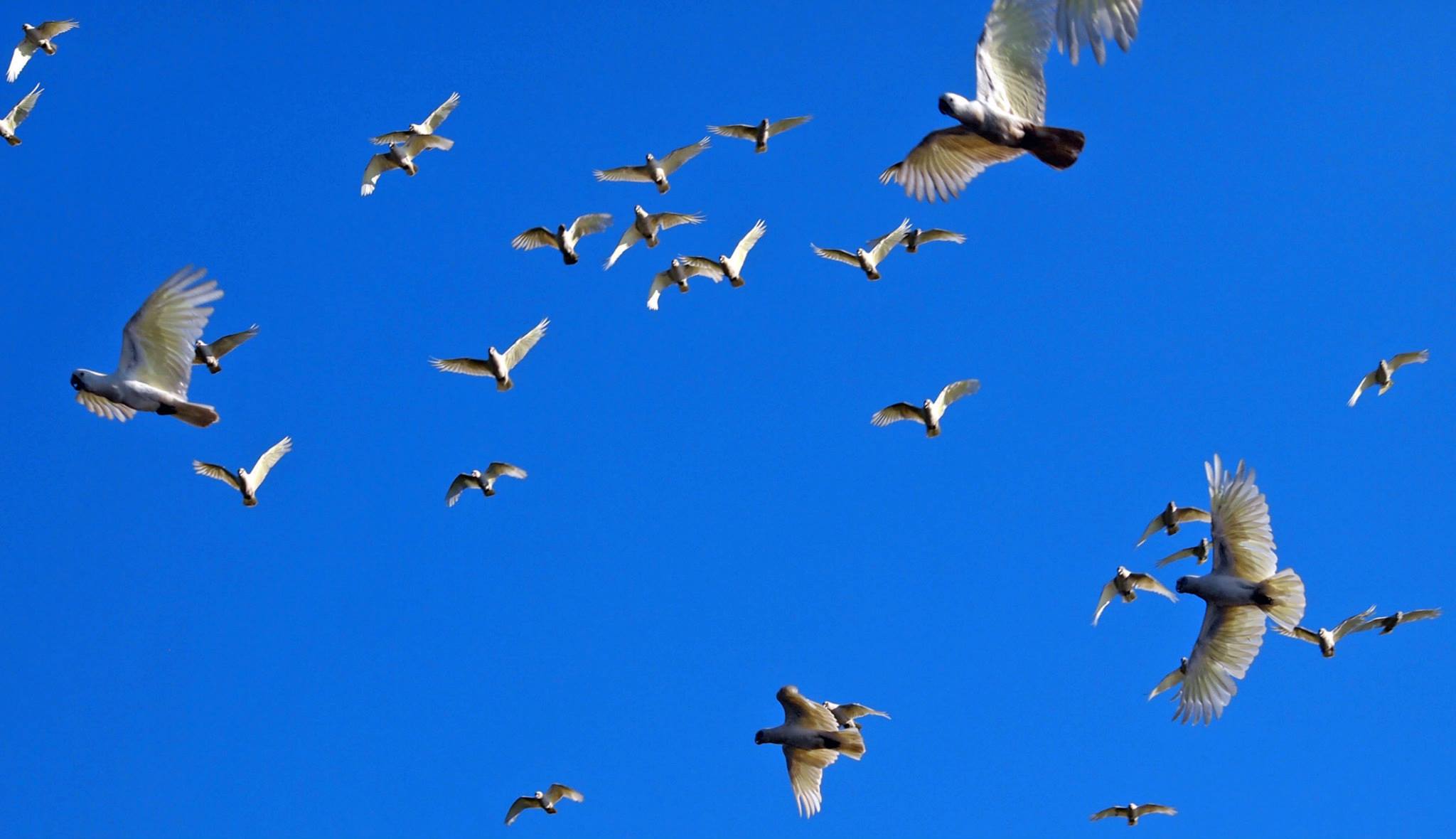 Cockatoos at Ngurrungurrudjba (Yellow Waters)