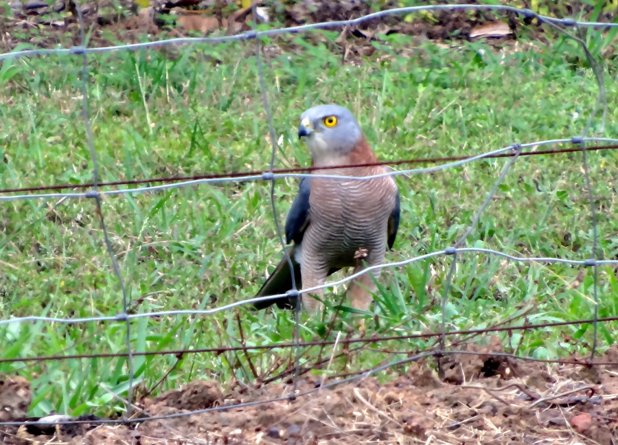 Collared Sparrowhawk at Knuckey Lagoon, Fiddlers Lane