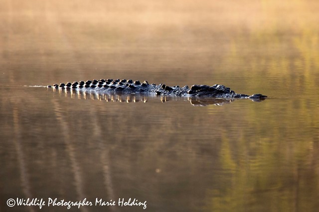 Estuarine Crocodile at Yellow Water © Marie Holding