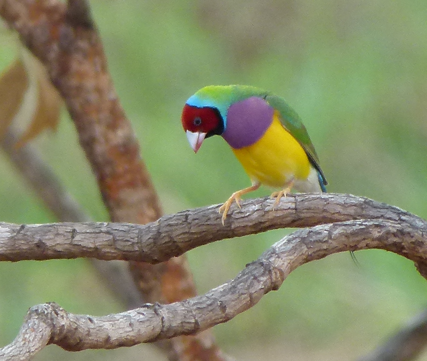 This gorgeous Red-headed male Gouldian Finch appeared on a branch right next to our vehicle as when we stopped to watch some Long-tailed Finches on the Marrakai Track. We didn't even have to get out of the vehicle. Photo © Mike Jarvis