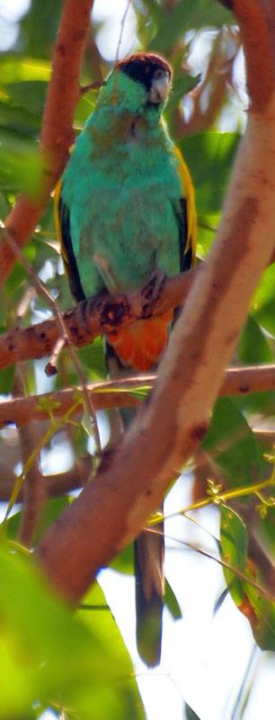 Hooded Parrot, credit Jon Fink