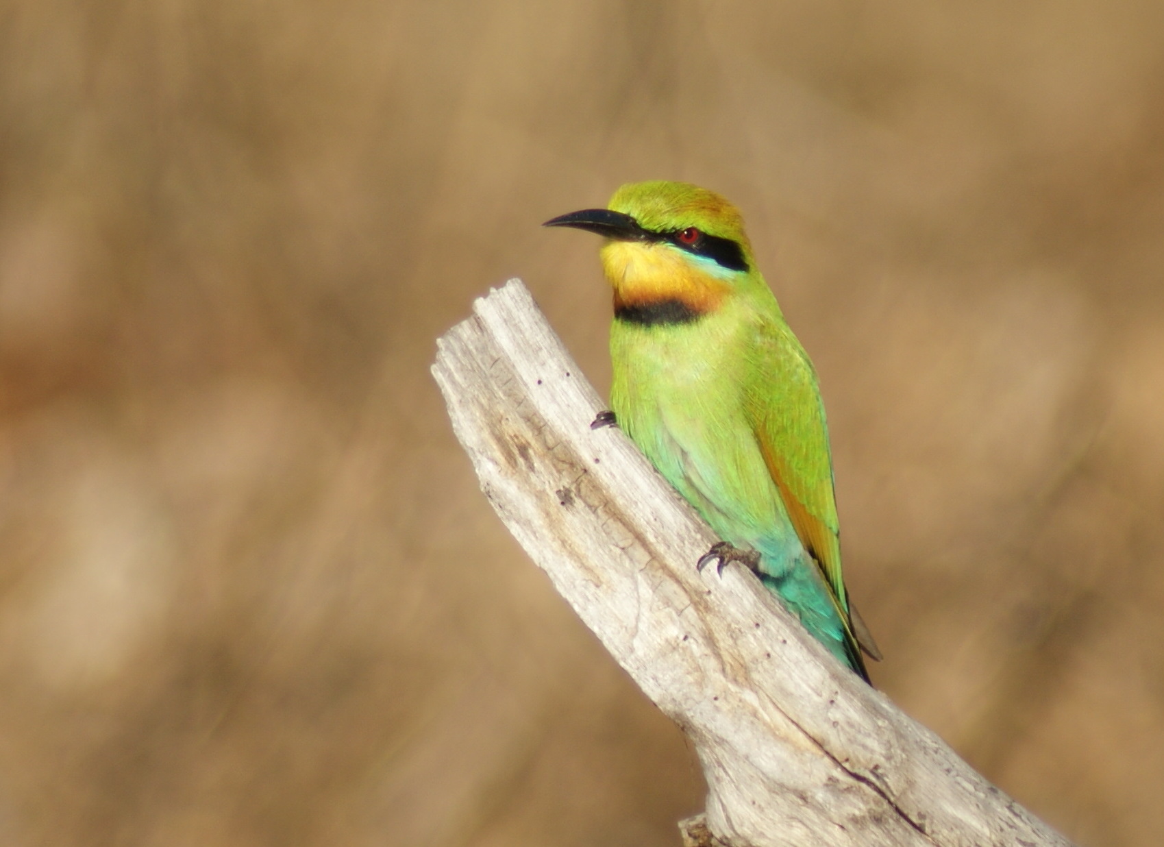 Rainbow Bee-eater at Knuckey Lagoons