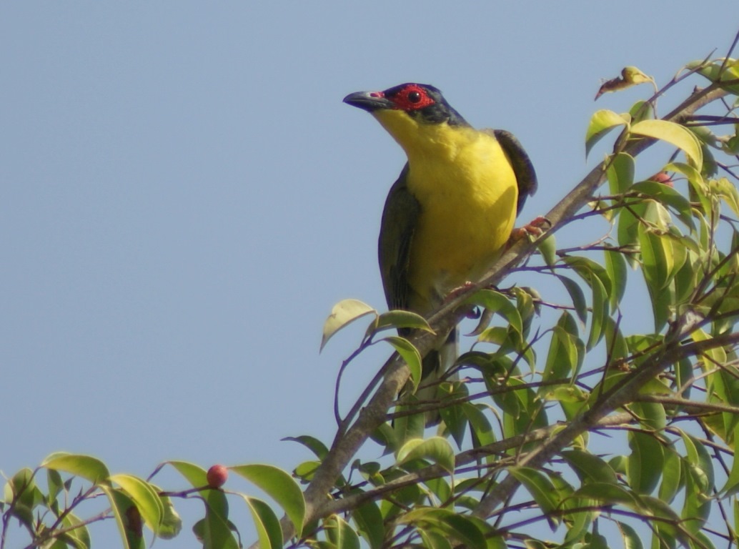 Male Australasian Figbird at Knuckey Lagoons