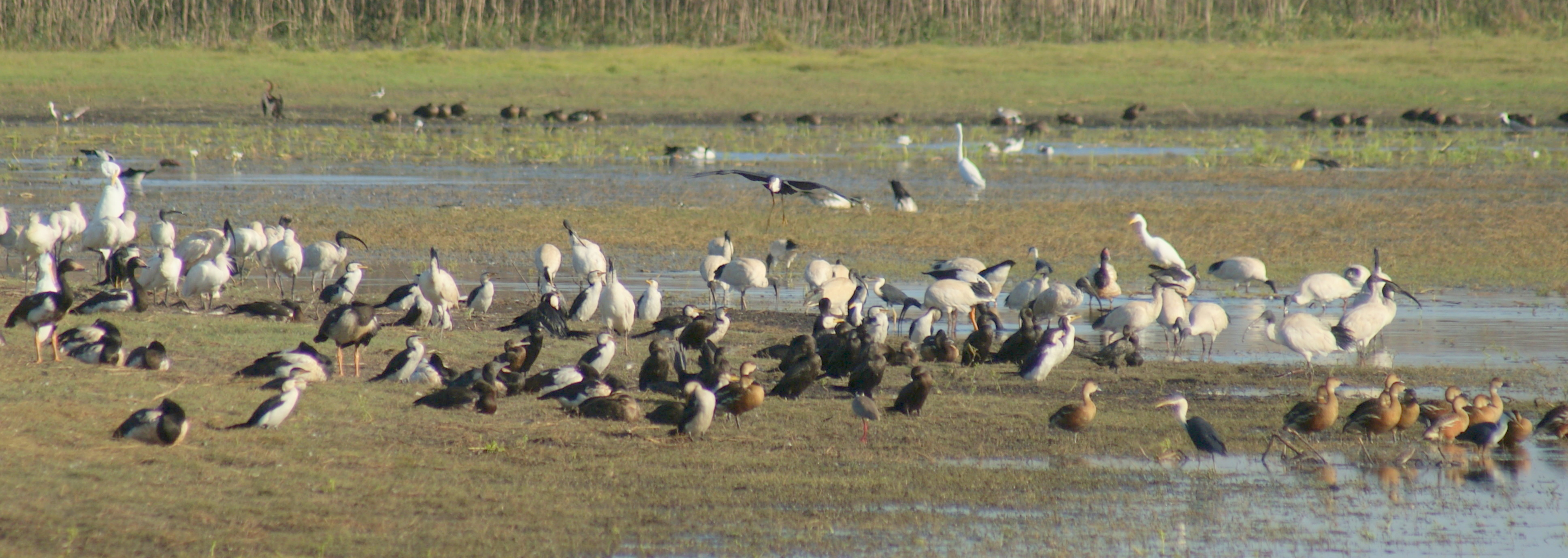 Towards the end of the dry, as the lagoon shrinks and other waterholes have already evaporated, Knuckey Lagoons can get very crowded