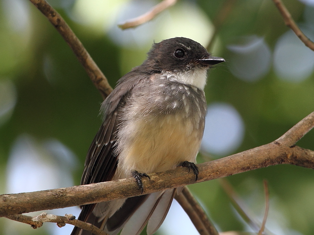 Northern Fantail at East Point taken by Dave Chilcott