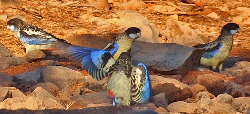 Northern Rosellas at Fergusson, credit Jon Fink