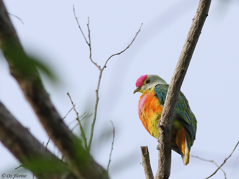 Rose-crowned Fruit-Dove, credit Oz Horine