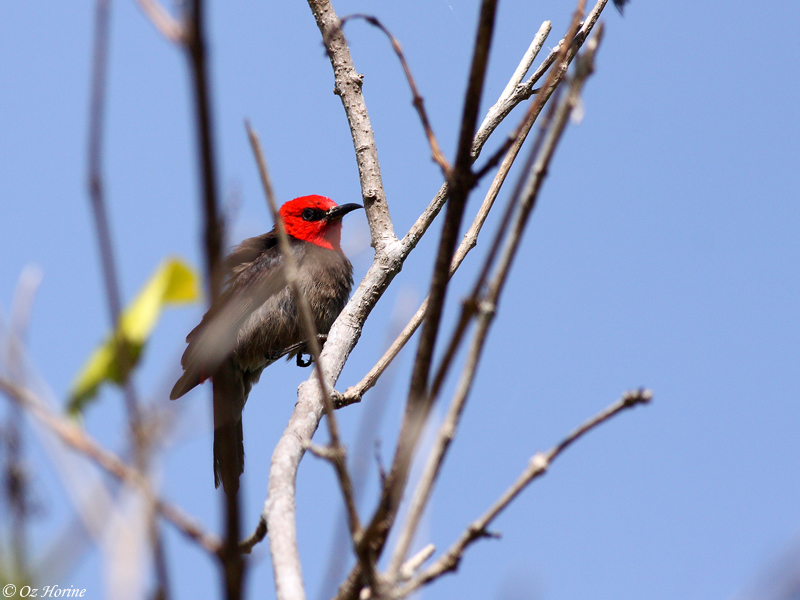 Red-headed Honeyeater, credit Oz Horine