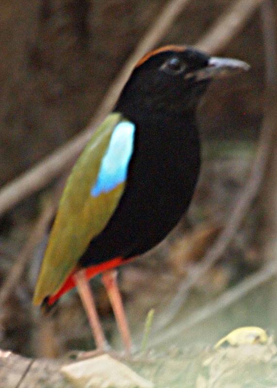 Rainbow Pitta at Burrunggui, credit Jon Fink