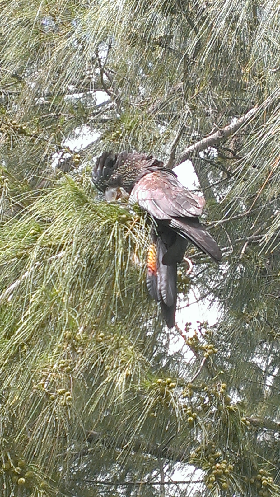 Female Red-tailed Black Cockatoo at Rapid Creek