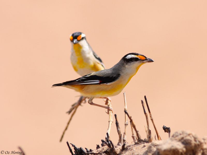 Striated Pardalotes, credit Oz Horine