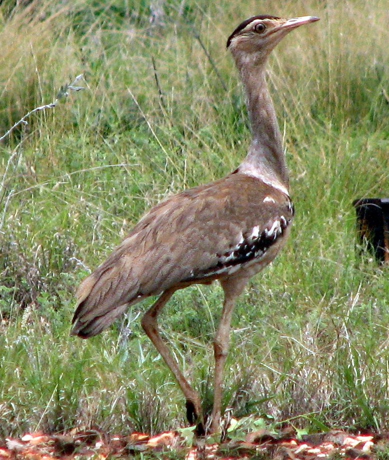 Wildlife Profile - Australian Bustard, status, distribution and habits