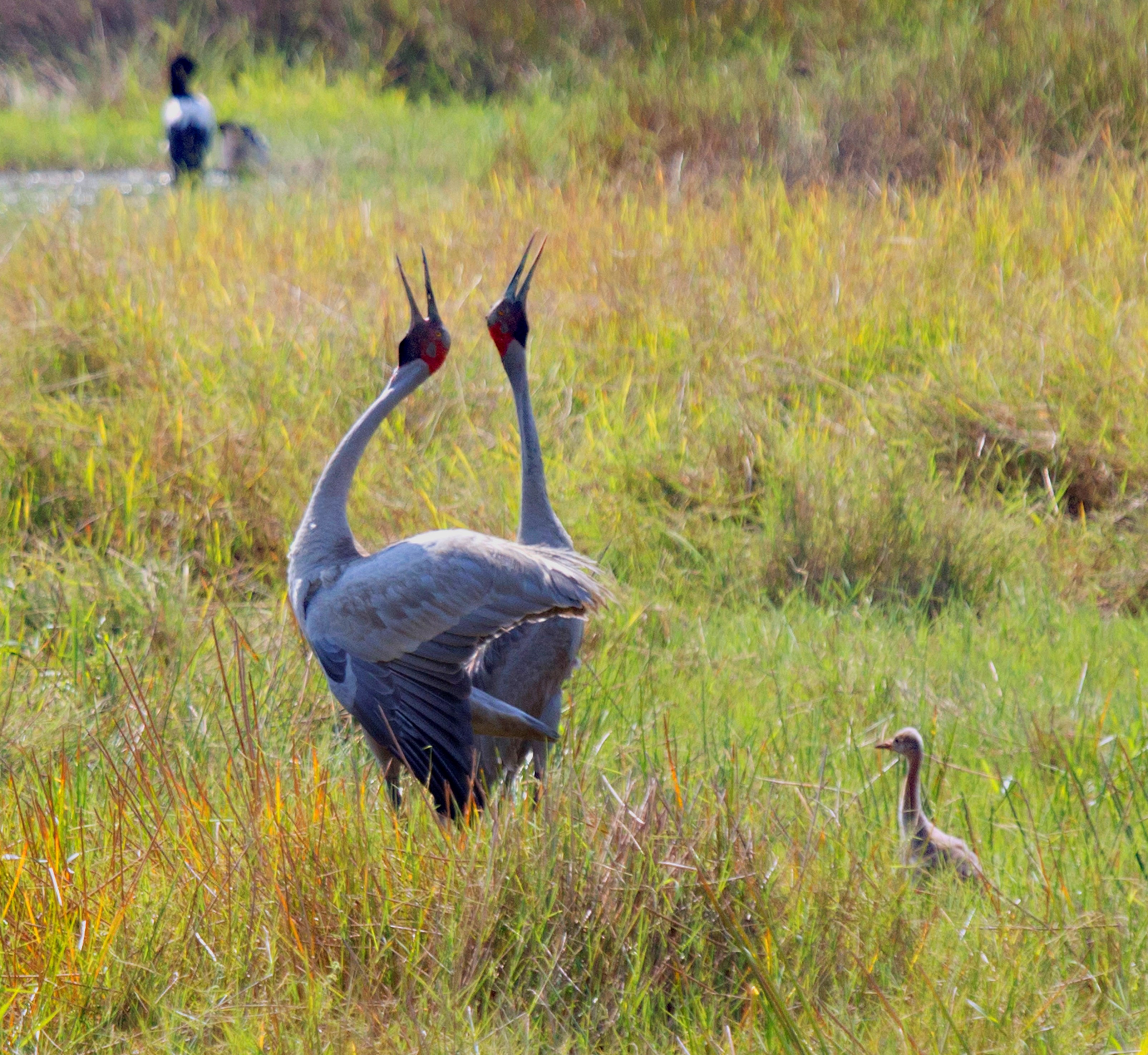 Experience the Wild - Wildlife Database List