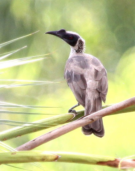 Silver-crowned Friarbird at Charles Darwin National Park, copyright ...